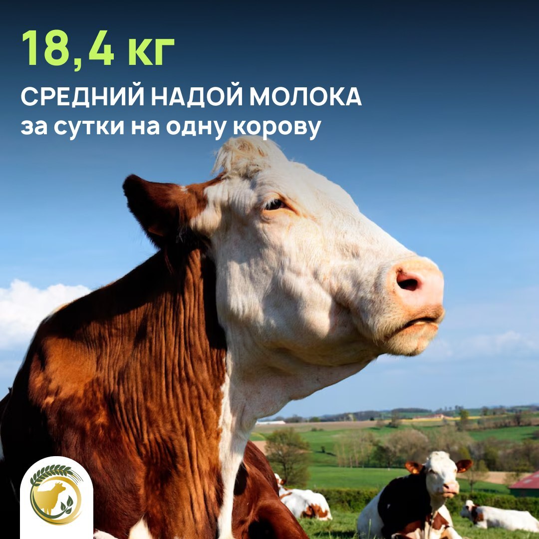 Cредний надой молока за сутки на одну корову составил 18,4 кг.