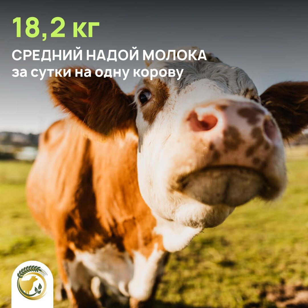 Средний надой молока за сутки на одну корову составил 18,2 кг.