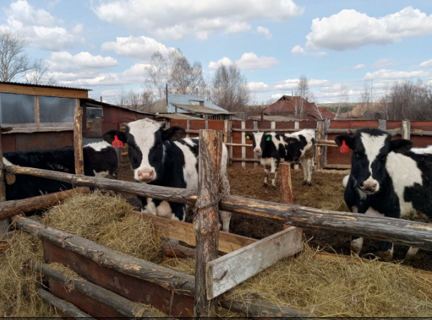 В рамках нацпроекта Семья Если есть желание, всё получится.